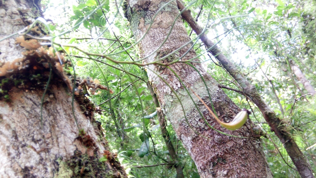 Angraecum linearifolium Garay 3