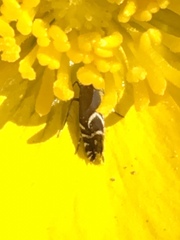 Glyphipterix simpliciella