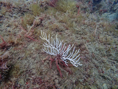 Eunicella singularis