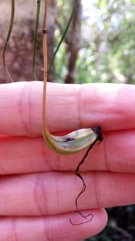 Angraecum linearifolium Garay 4