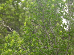 Vireo bellii