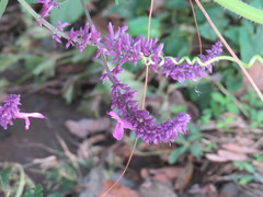 Salvia purpurea