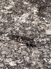 Trimerotropis saxatilis