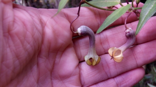 Ceropegia racemosa