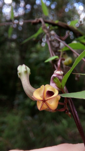 Ceropegia racemosa