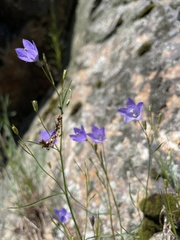 Campanula intercedens