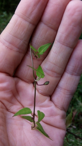 Ceropegia racemosa