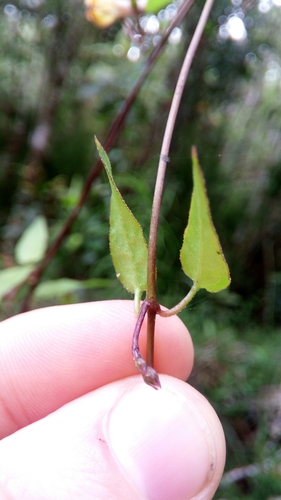 Ceropegia racemosa image