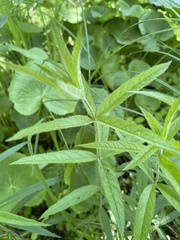 Veronicastrum virginicum