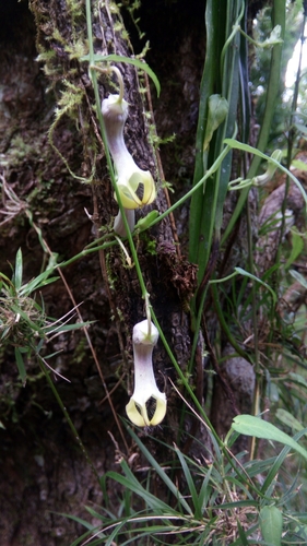 Ceropegia racemosa