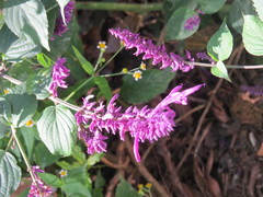 Salvia purpurea