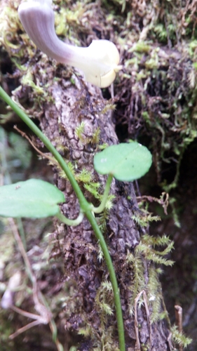 Ceropegia racemosa