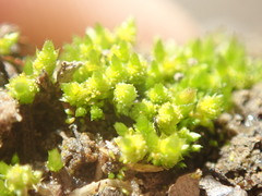 Bryum barnesii