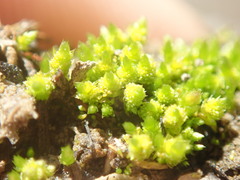 Bryum barnesii