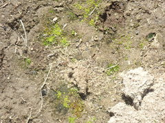 Bryum barnesii