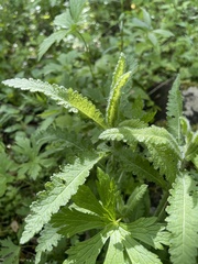 Pedicularis lanceolata