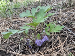 Hydrophyllum alpestre