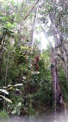 Trichonephila inaurata