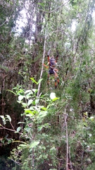 Trichonephila inaurata