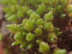 Bryum barnesii
