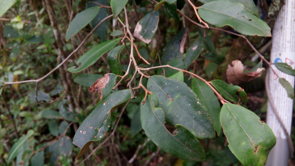 Sarcolaena oblongifolia; photograph (c) Steven Bachman, some rights reserved (CC BY)