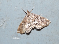 Paracymoriza vagalis