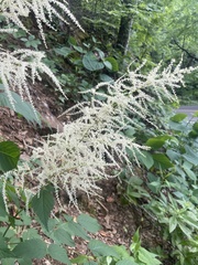 Aruncus