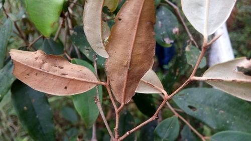 Sarcolaena oblongifolia, photograph 1