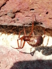 Steatoda nobilis