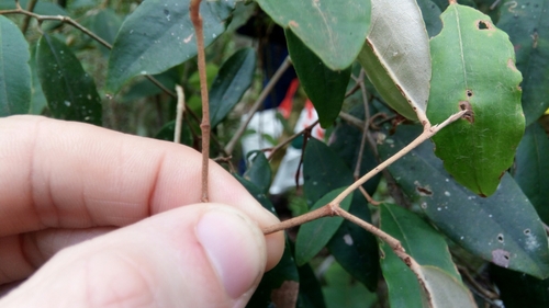 Sarcolaena oblongifolia, photograph 2