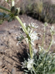 Frasera neglecta