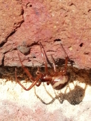 Steatoda nobilis
