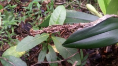 Bulbophyllum occlusum image