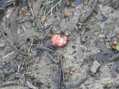 Russula persanguinea