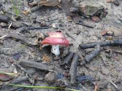 Russula persanguinea