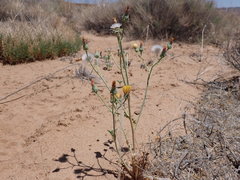 Malacothrix sonchoides