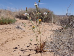 Malacothrix sonchoides