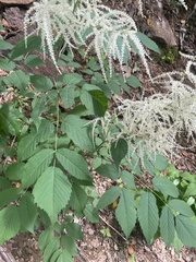 Aruncus