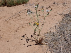 Malacothrix sonchoides