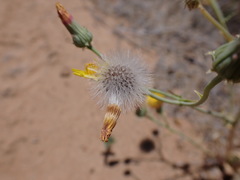 Malacothrix sonchoides
