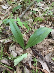 Galearis spectabilis