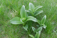 Veratrum album