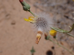 Malacothrix sonchoides