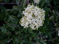 Sambucus nigra
