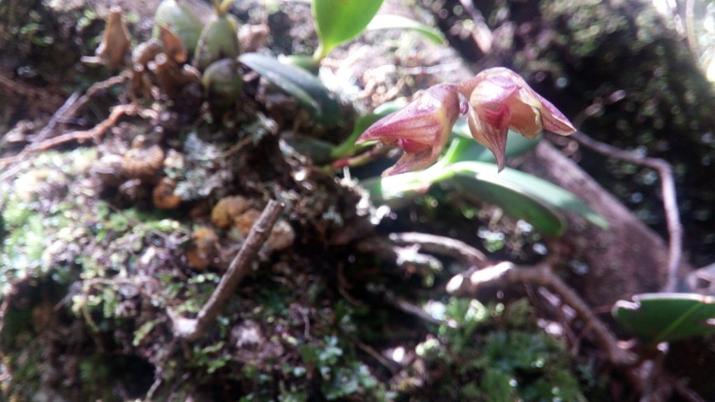 Bulbophyllum molossus