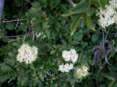 Sambucus nigra
