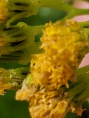 Perityle lindheimeri