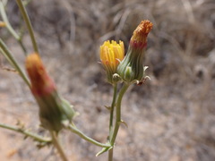 Malacothrix sonchoides