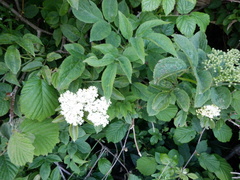 Sambucus nigra