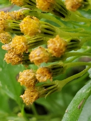 Perityle lindheimeri